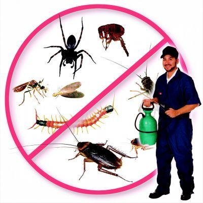 شركات مكافحه الحشرات نفي وساجر